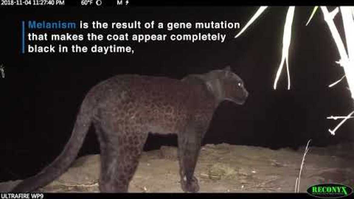 The Real Black Panther - Black Leopard Spotted in Kenya