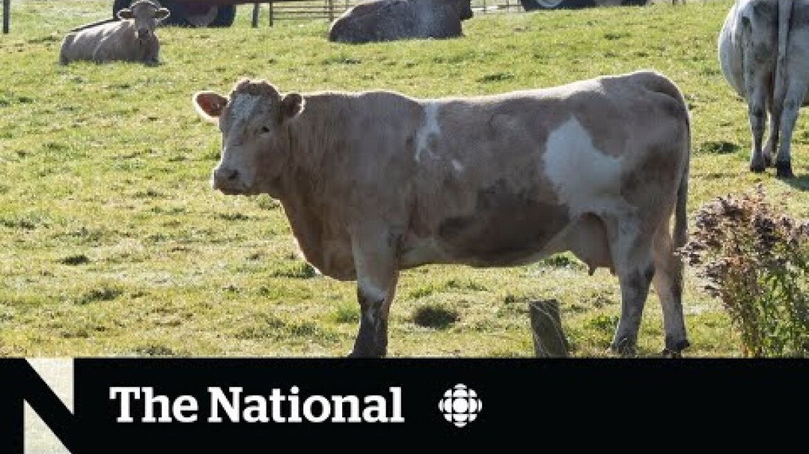 Runaway cows evade capture in Quebec