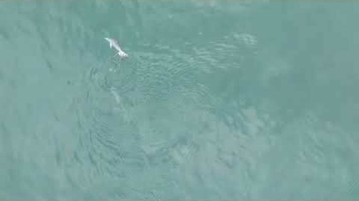 Dolphins filmed using shells to hunt fish