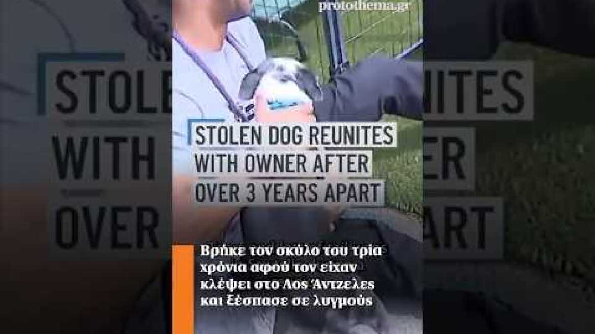 Βρήκε τον σκύλο του τρία χρόνια αφού τον είχαν κλέψει στο Λος Άντζελες και ξέσπασε σε λυγμούς