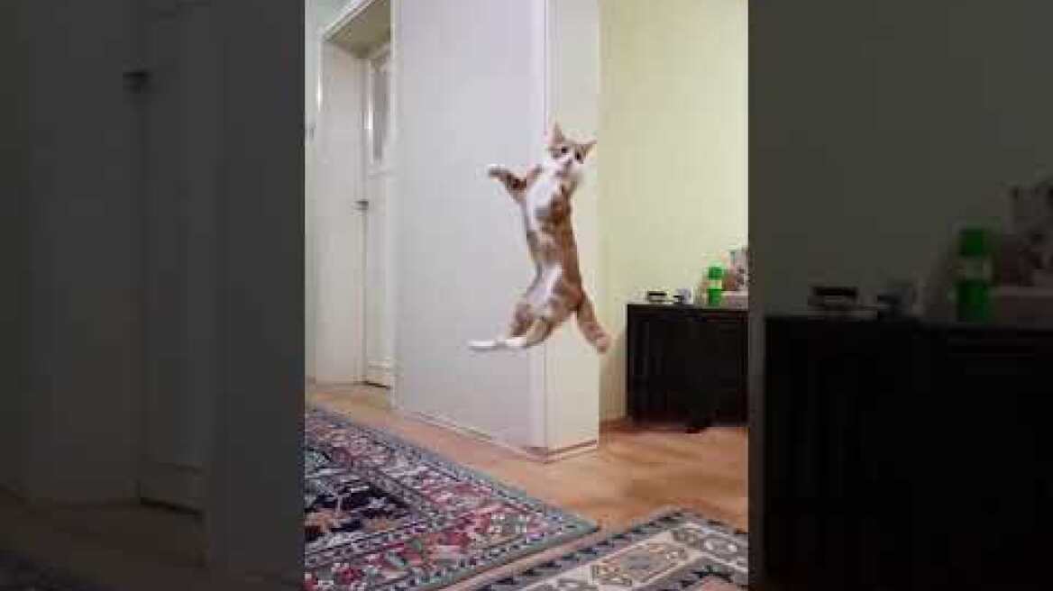 Ο καλύτερος τερματοφύλακας είναι μια... γάτα