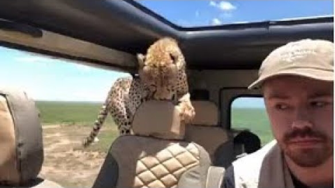Cheetah jumps into seattle man's jeep during African Safari!.