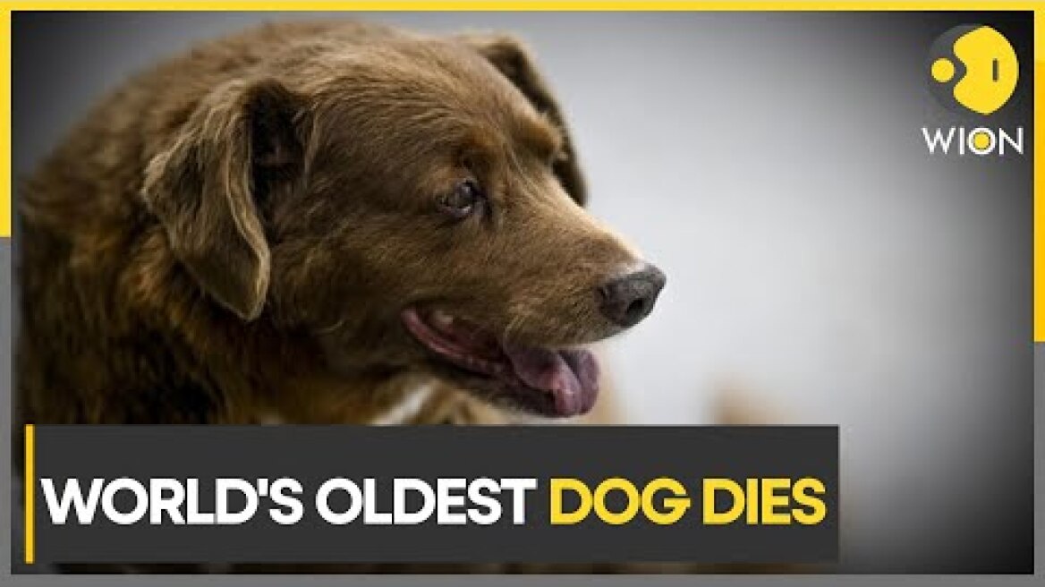 World's oldest dog, Bobi, passes away in Portugal | WION