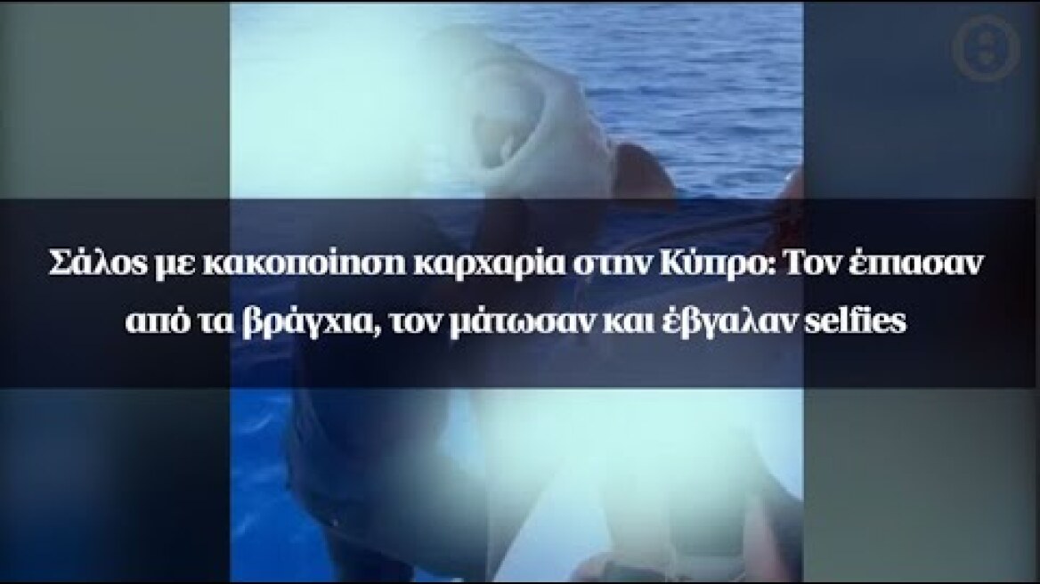 Σάλος με κακοποίηση καρχαρία στην Κύπρο: Τον έπιασαν από τα βράγχια, τον μάτωσαν και έβγαλαν selfies