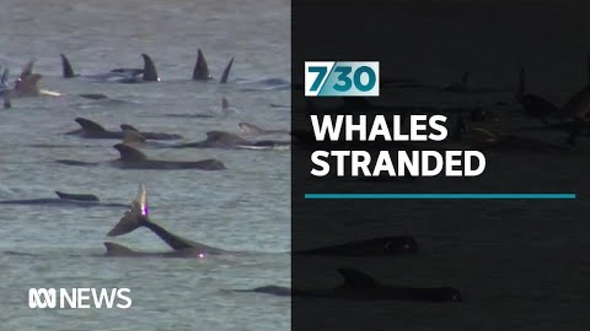 Hundreds of whales stranded in Tasmania | 7.30