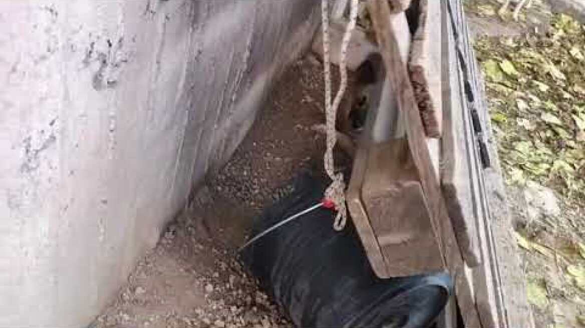 Επιχείρηση διάσωσης 10 σκυλιών σε εγκαταλελειμμένο ακίνητο στο Καματερό (2)