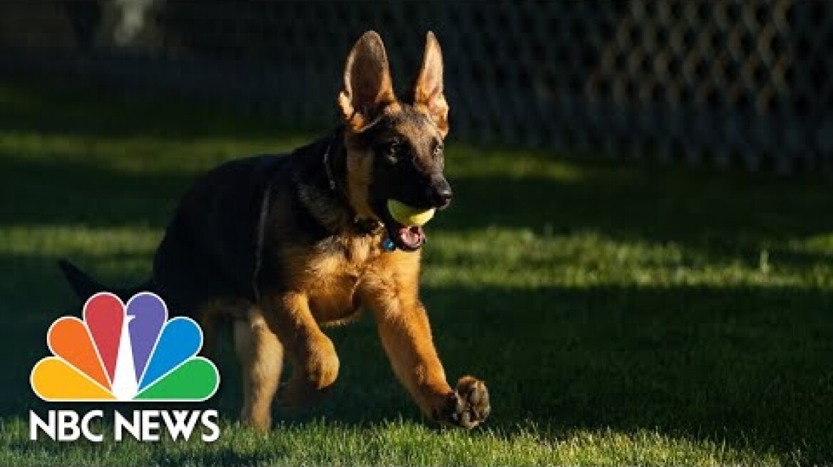 President Biden Welcomes German Shepherd Puppy To White House