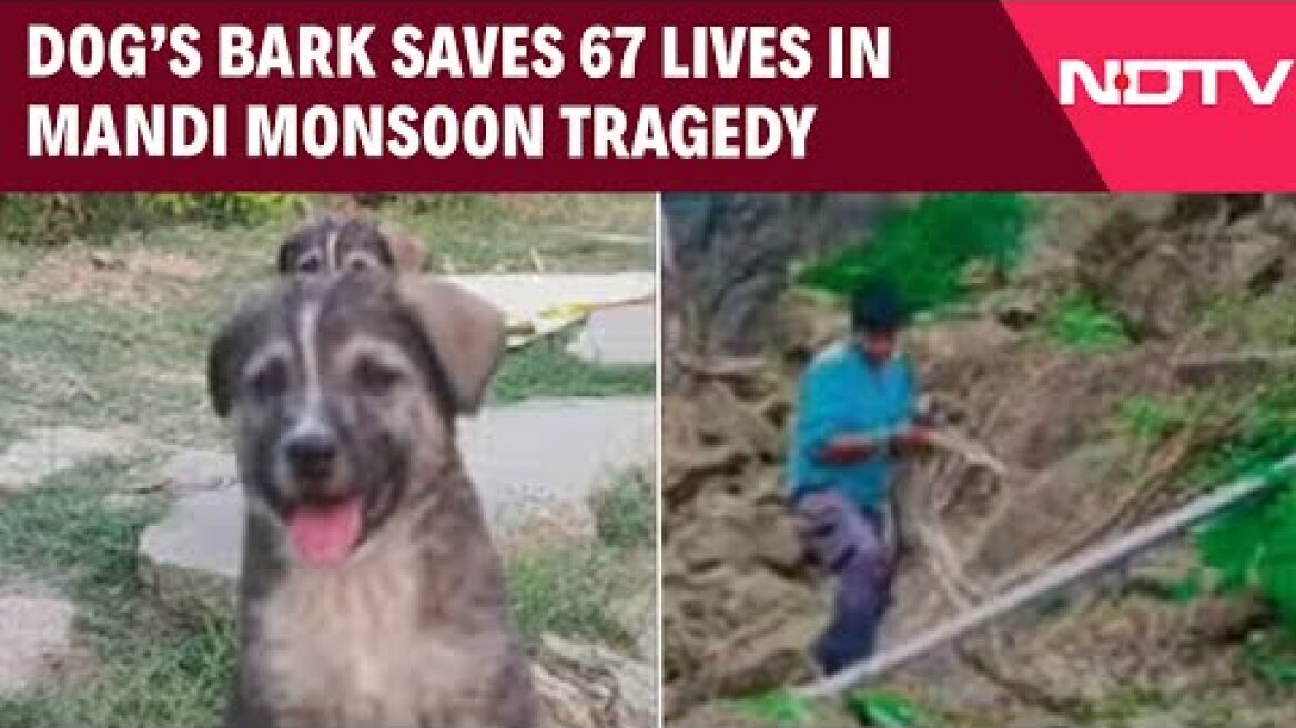 Himachal Pradesh News | Dog's Bark Saves 67 Lives As Monsoon Wipes Out Village In Himachal's Mandi