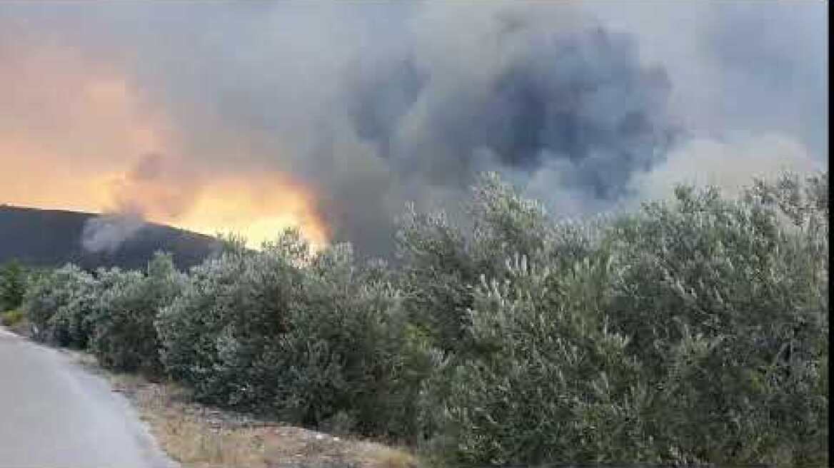 Φωτιά Κεχριές Κορινθίας