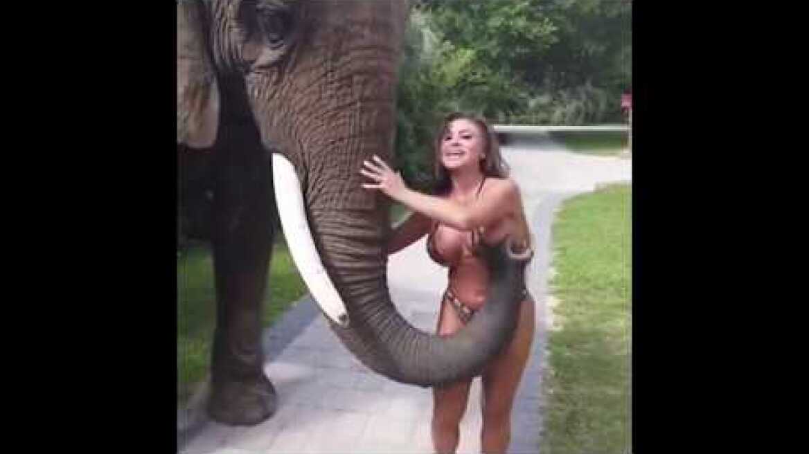 Elephant rips off bikini from playboy model Francia James