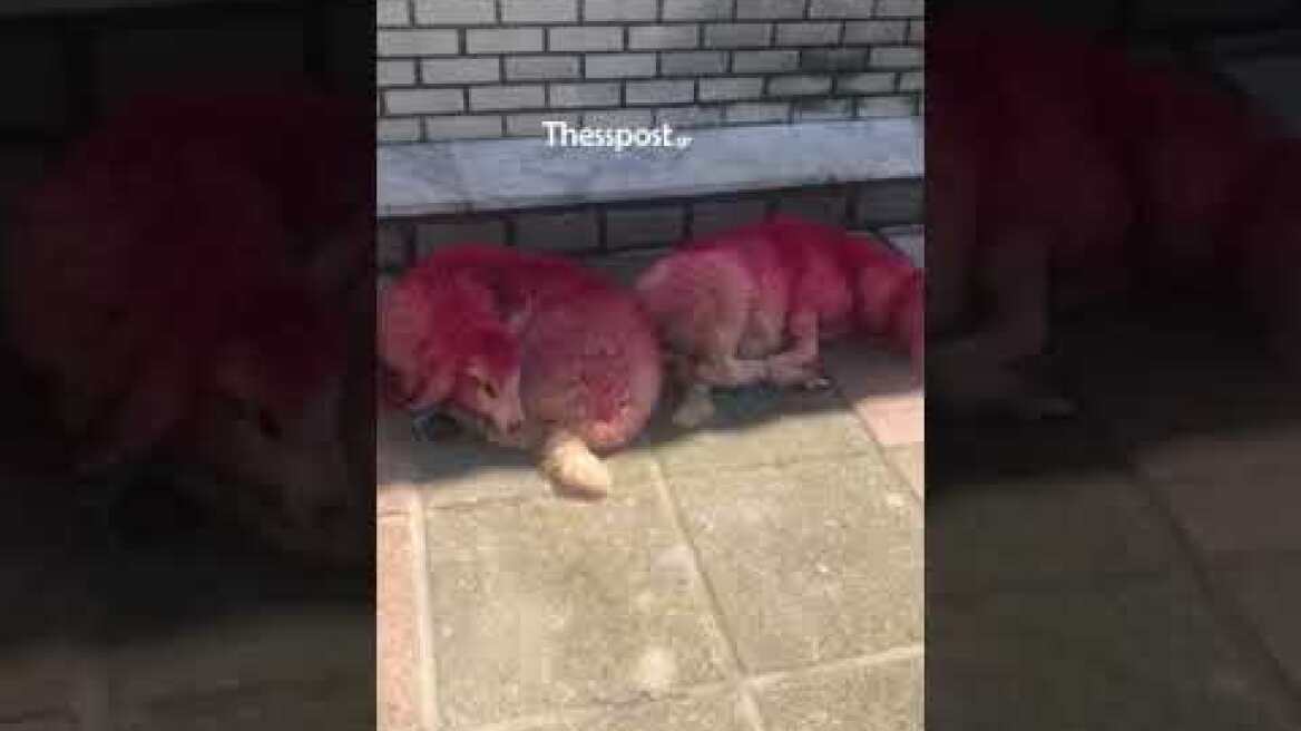 ThessPost - Θεσσαλονίκη: Έδεσαν αρνάκια και τα έβαψαν κόκκινα έξω από εκκλησία στο Καλοχώρι