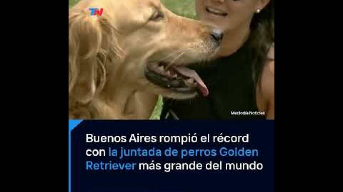 Το «χρυσό κύμα» στο Μπουένος Άιρες: Χιλιάδες γκόλντεν ριτρίβερ σε πάρκο για να καταρρίψουν το παγκόσμιο ρεκόρ, δείτε βίντεο Buenos Aires rompió el récord con la juntada de perros Golden Retriever más grande del mundo