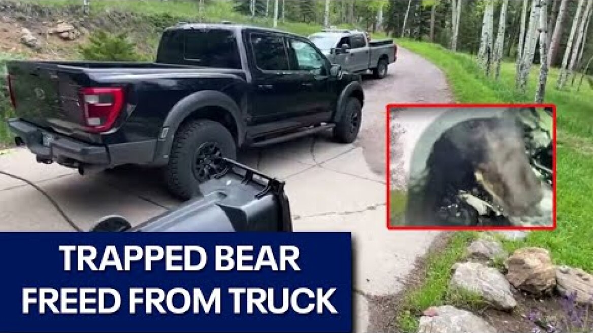 Food + unlocked truck = trapped bear