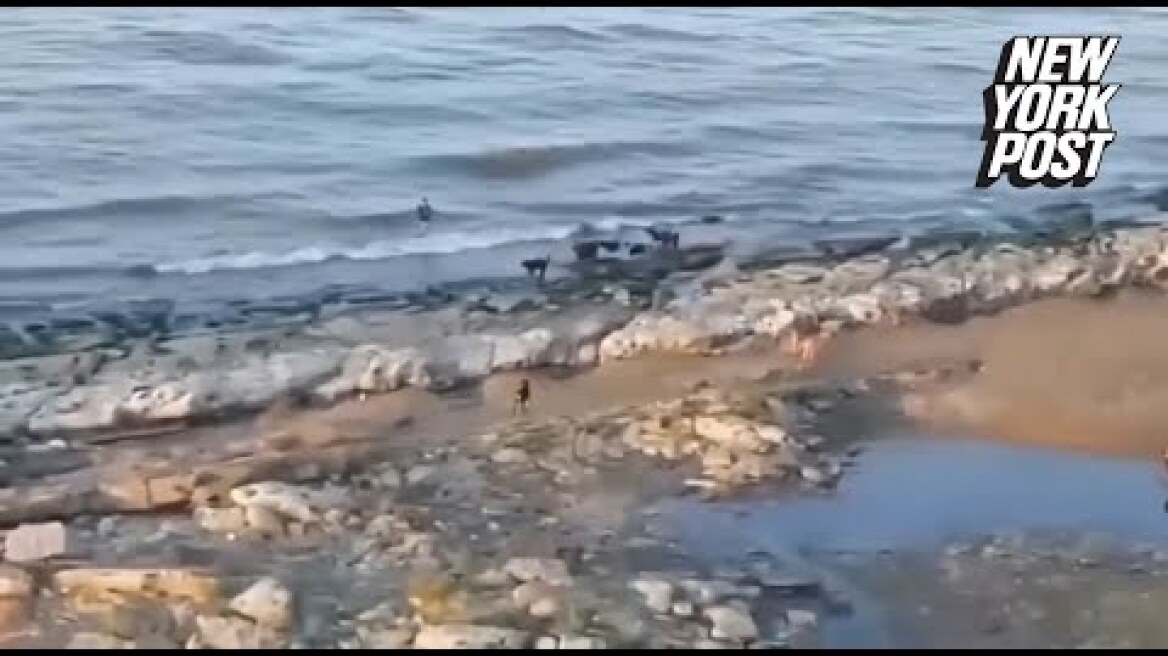 Little boy chased by pack of wild dogs on beach in heart-stopping video