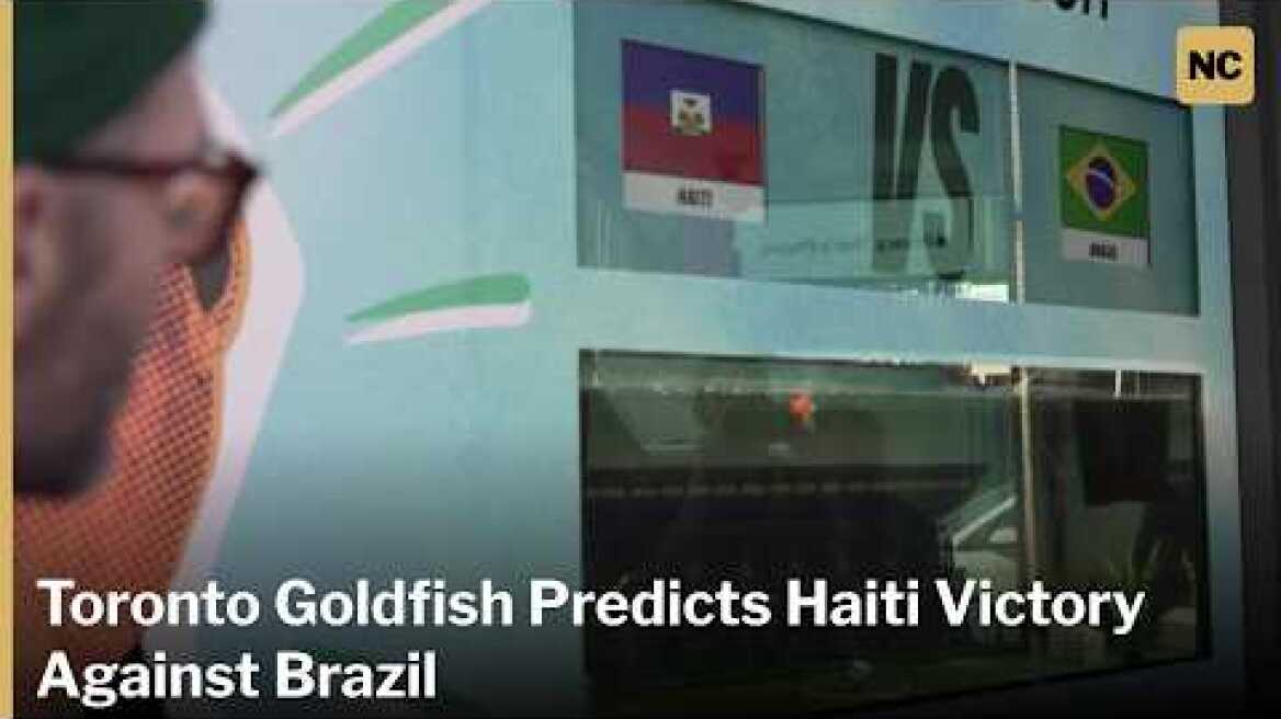 Goldfish Predictor Swimbappe Favors Haiti in Brazil Showdown | AC1P