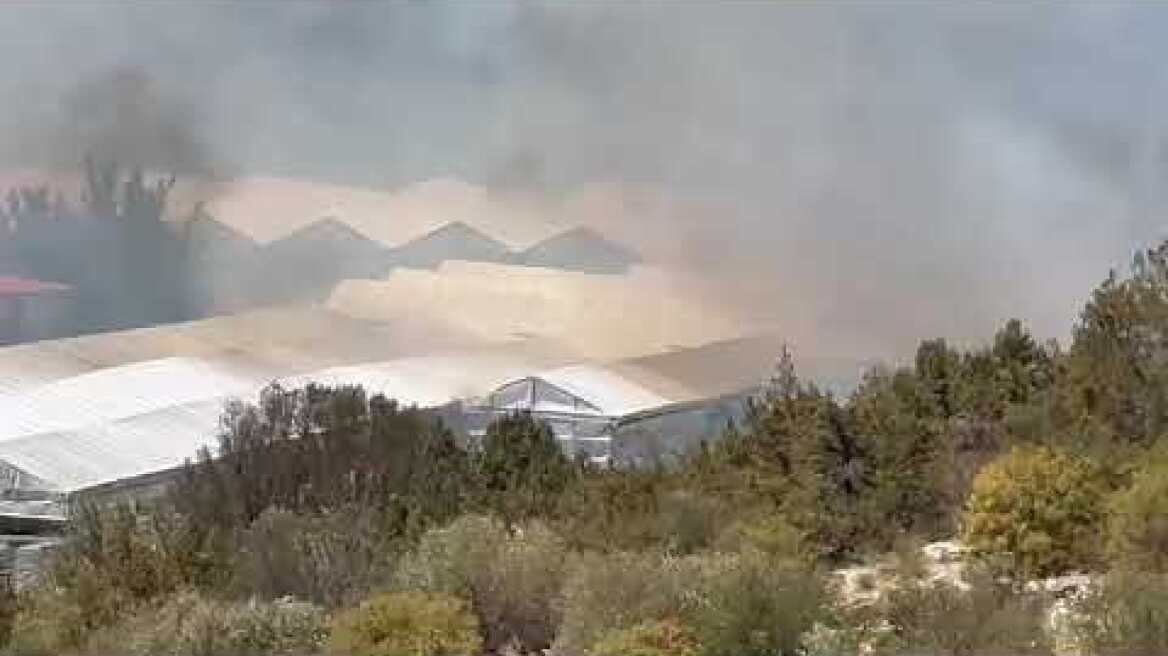 Καίγονται τα φυτώρια του Μαραθώνα (4)