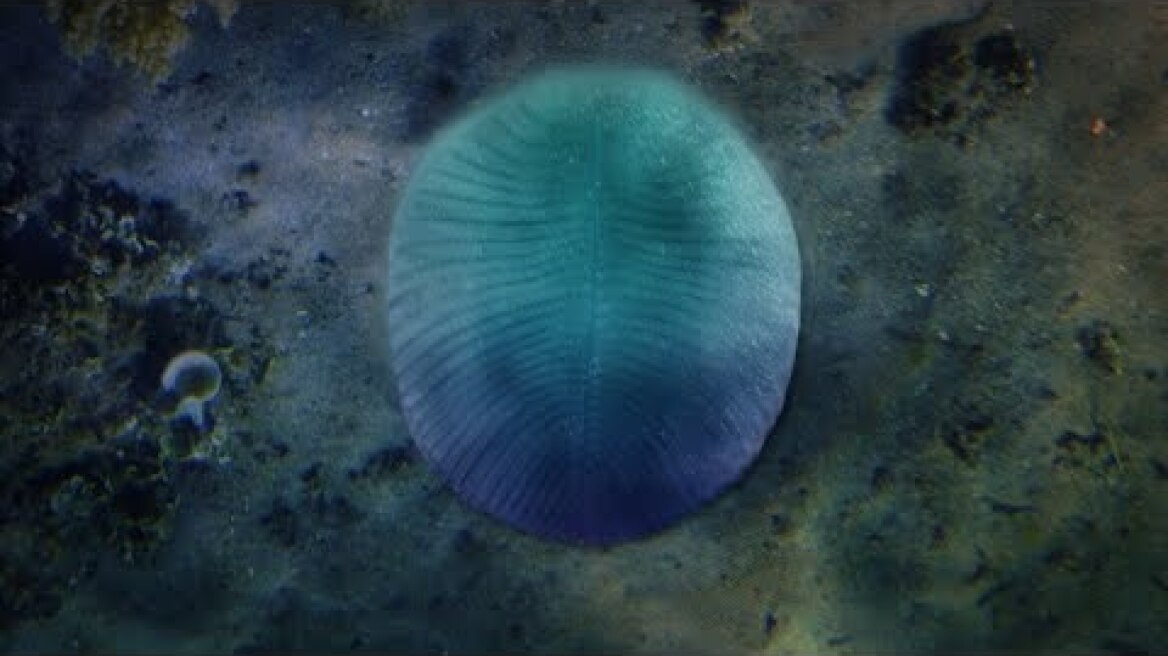 Is Dickinsonia our oldest ancestor?