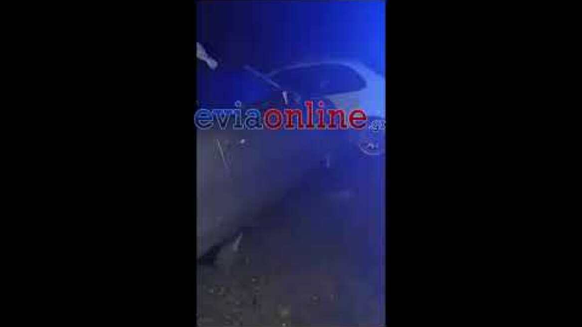 Εύβοια: Σφοδρό τροχαίο στα Λέπουρα Αλιβερίου με 9 τραυματίες