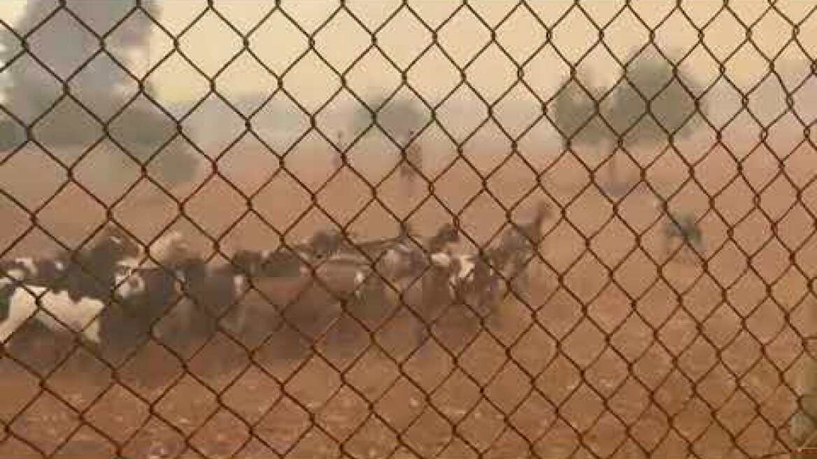 Φωτιά Καλλιθέα Λουτρακίου (3)