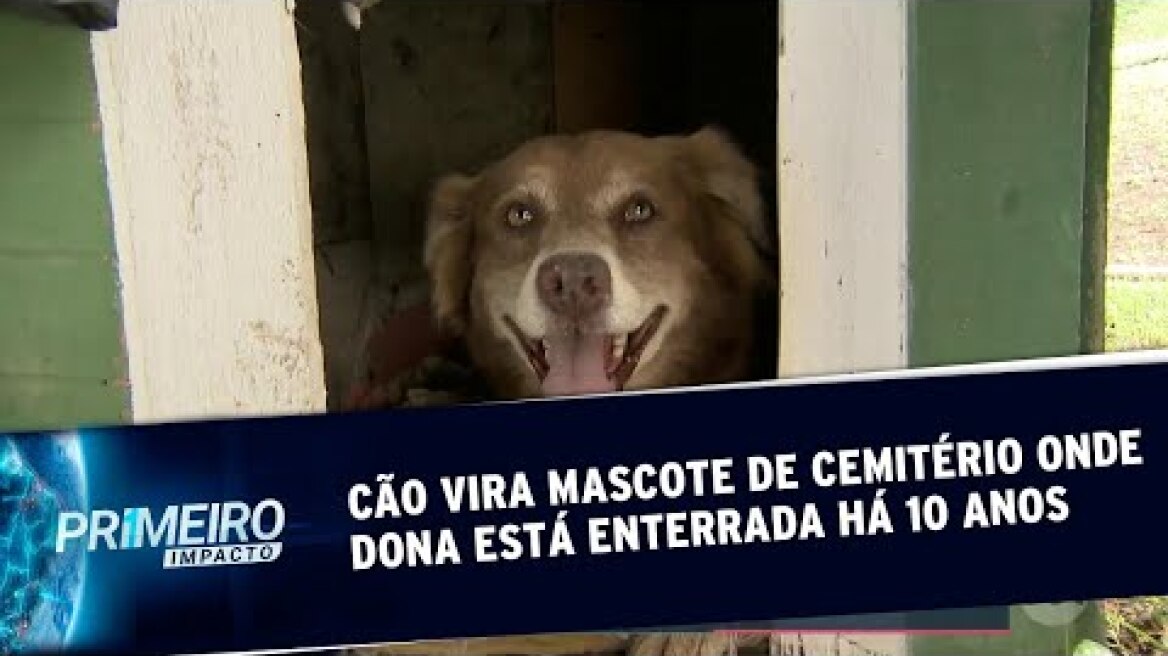 Bob Coveiro, o cachorro que toma conta do túmulo da dona há 10 anos | Primeiro Impacto (04/09/19)