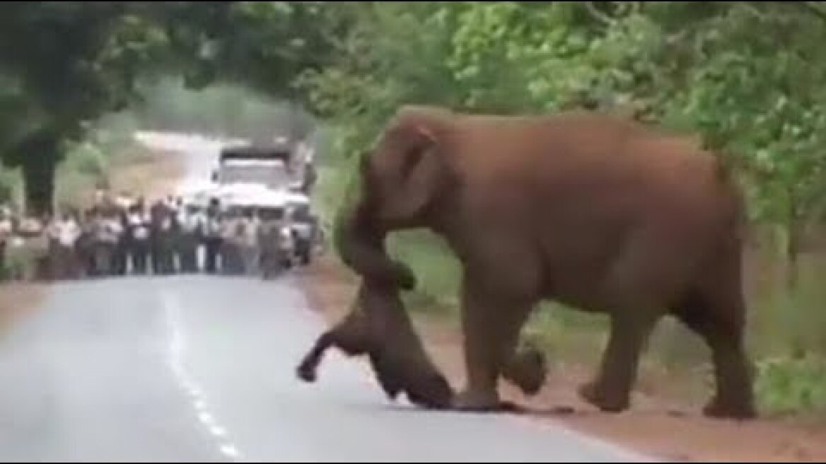 Grieving elephants carry the body of a dead calf