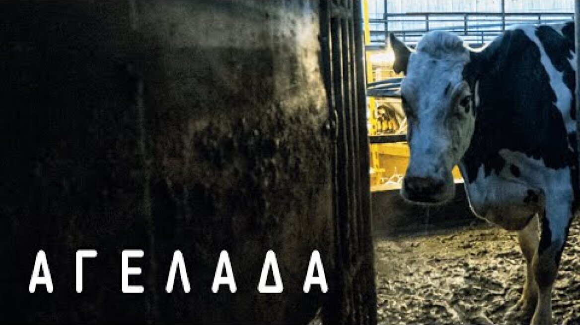 Αγελάδα (Cow) Teaser Trailer | GR Subs | Cinobo