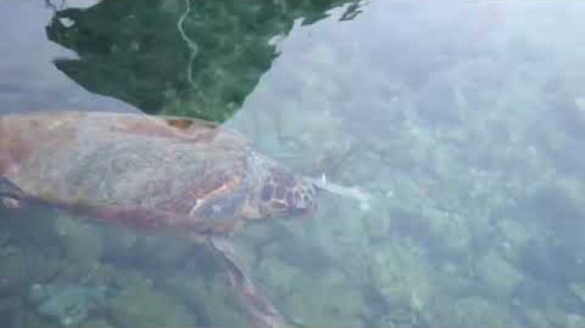 Η Caretta caretta στο Καστελόριζο μόνης απελευθερώθηκε από το σχοινί στο οποίο μόνη της παγιδεύτηκε