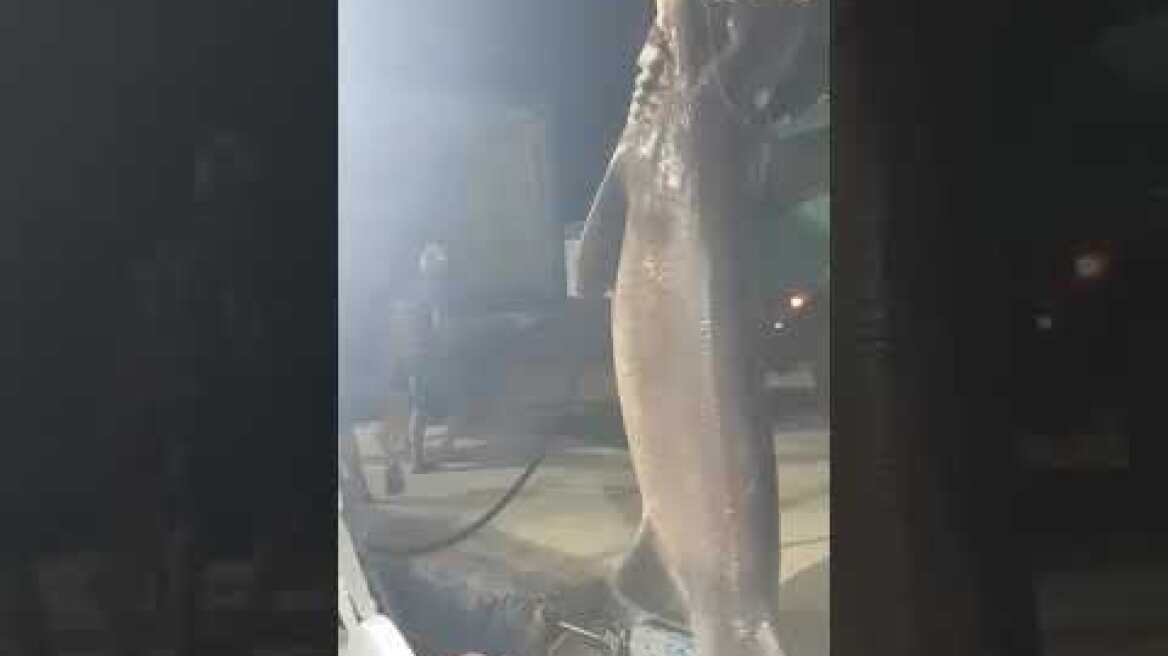 ΓΑΛΕΟΣ 6 ΜΕΤΡΑ ΠΙΆΣΤΗΚΕ ΑΠΟ ΣΚΟΠΕΛΙΤΕΣ ΨΑΡΑΔΕΣ