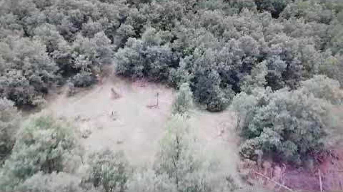 Δενδρύλλια κάνναβης στα Γρεβενά