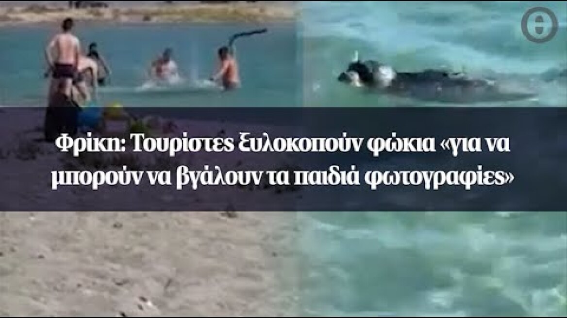 Φρίκη: Τουρίστες ξυλοκοπούν φώκια «για να μπορούν να βγάλουν τα παιδιά φωτογραφίες»