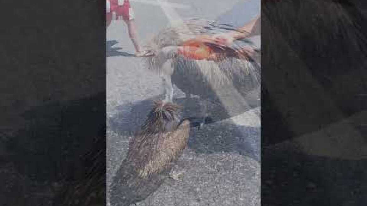 Κρήτη: Διψασμένος γυπαετός βρέθηκε στη μέση του ΒΟΑΚ