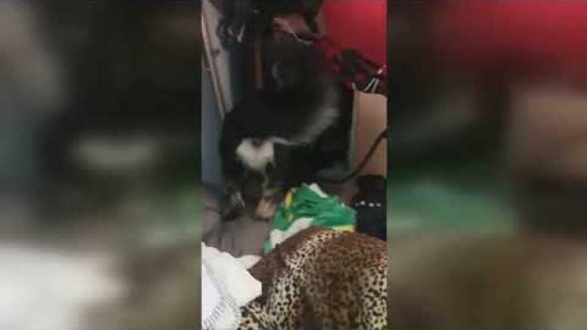 Εντοπισμός 47 κιλών κάνναβης από το Τμήμα Ασφαλείας Κιλκίς