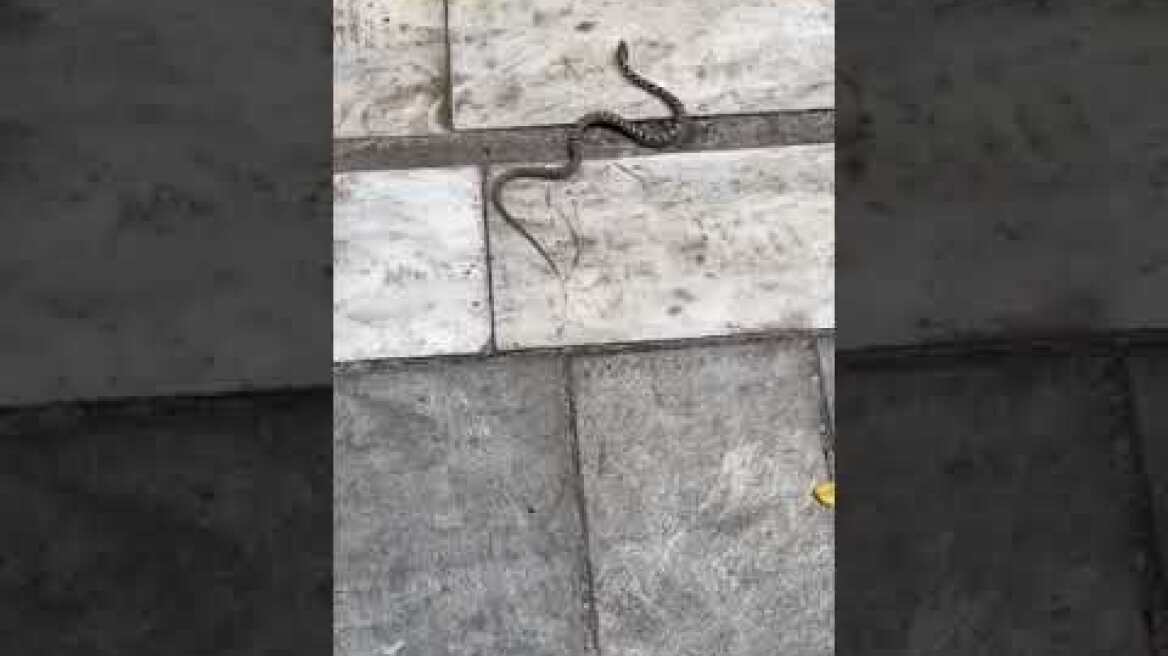 Οχιά κάνει βόλτες στο Κολωνάκι