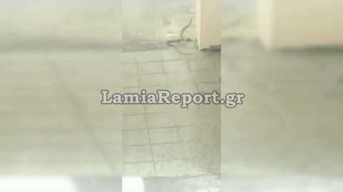 LamiaReport.gr: Φίδι στο κέντρο της Λαμίας