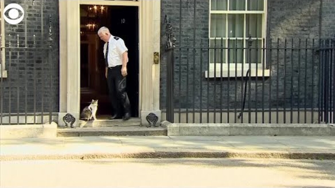 VIDEO:  Larry the Downing Street cat escorted inside as Theresa May resigns
