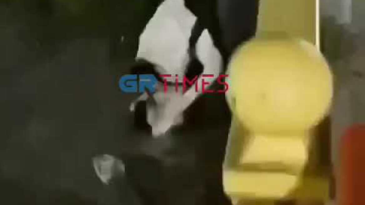 Βόλος: Επίθεση πίτμπουλ σε γατάκι