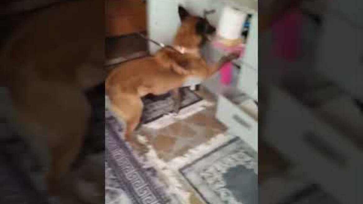 Αστυνομική επιχείρηση της Δ.Α. Δυτικής Αττικής πραγματοποιήθηκε στην περιοχή των Αχαρνών