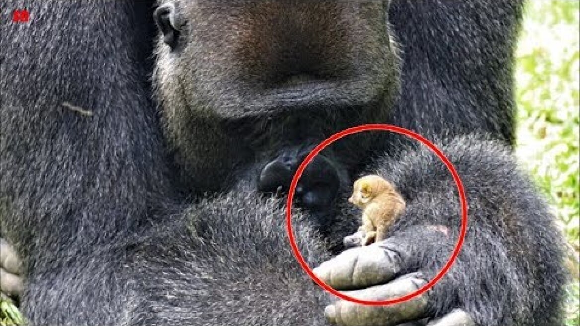 Gorilla befriends tiny bush baby as small as his finger