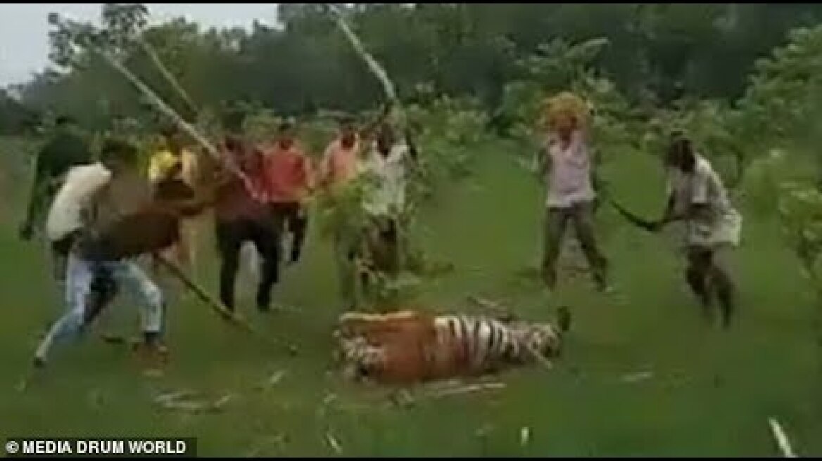 Mob beats a tiger to death with sticks after it attacked their village and injured nine people