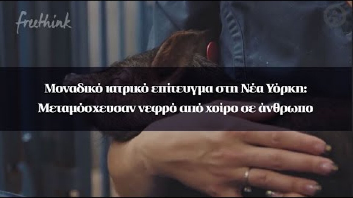 Μοναδικό ιατρικό επίτευγμα στη Νέα Υόρκη: Μεταμόσχευσαν νεφρό από χοίρο σε άνθρωπο