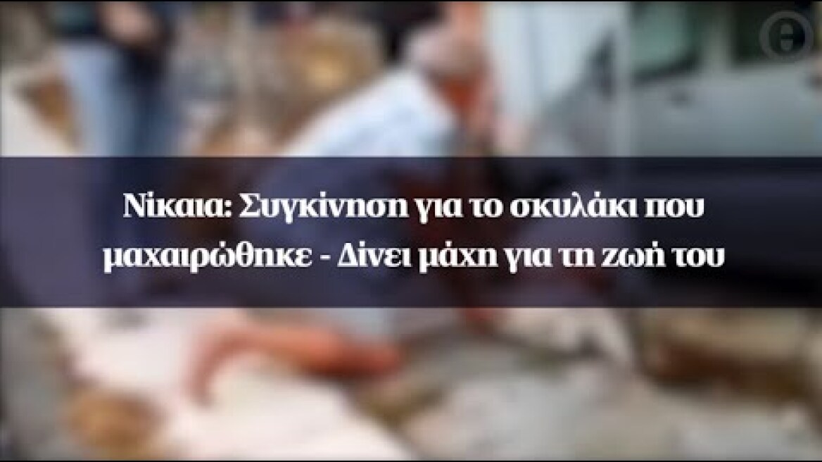 Νίκαια: Συγκίνηση για το σκυλάκι που μαχαιρώθηκε - Δίνει μάχη για τη ζωή του