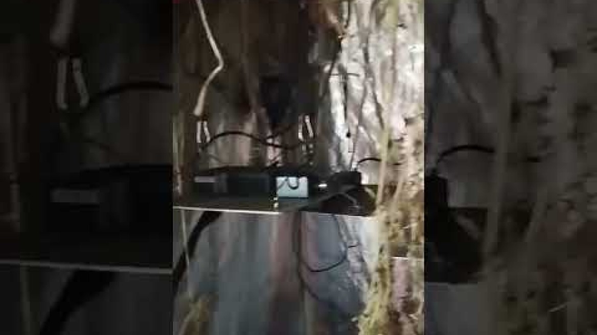 Σύλληψη 42χρονου που καλλιεργούσε δενδρύλλια κάνναβης στην οικία του σε περιοχή της Θεσ/νικης