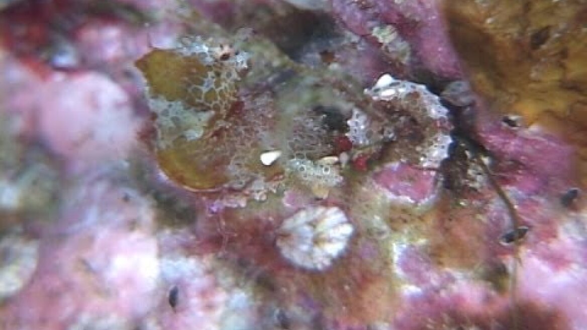 Hippocampus japapigu　Japanese Pygmy Seahorse　ハチジョウタツ　ジャパニーズピグミーシーホース