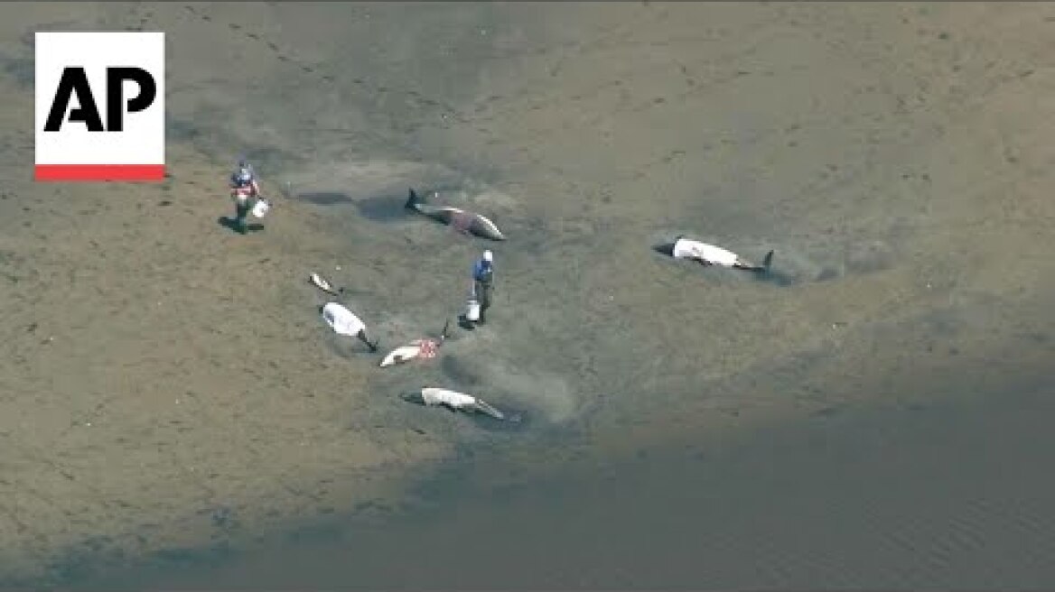 Up to 125 Atlantic white-sided dolphins stranded in Cape Cod waters