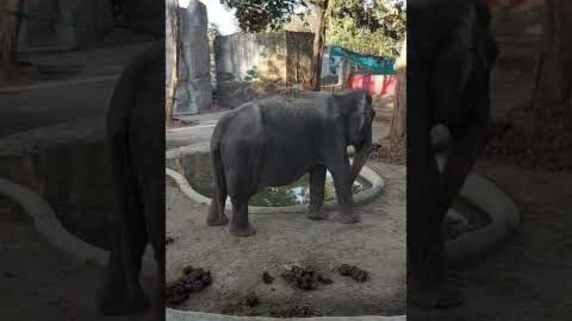 MEET MALI, THE ELEPHANT IN MANILA ZOO
