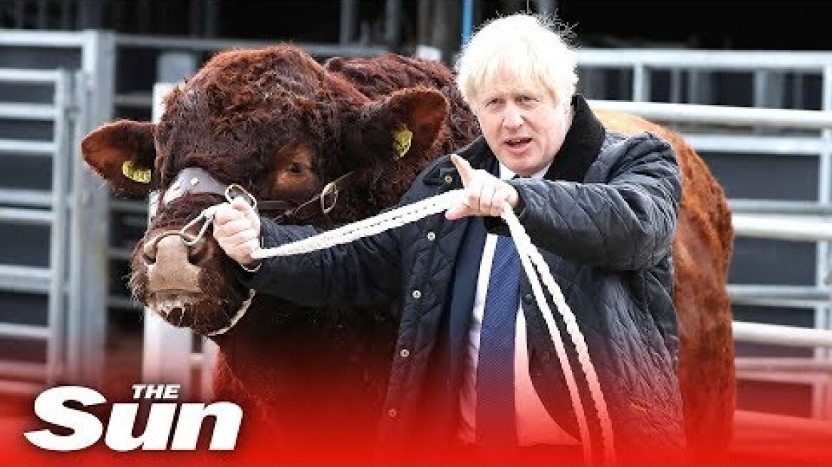 Boris Johnson grabs the bull by its horns as he goes farming in Scotland