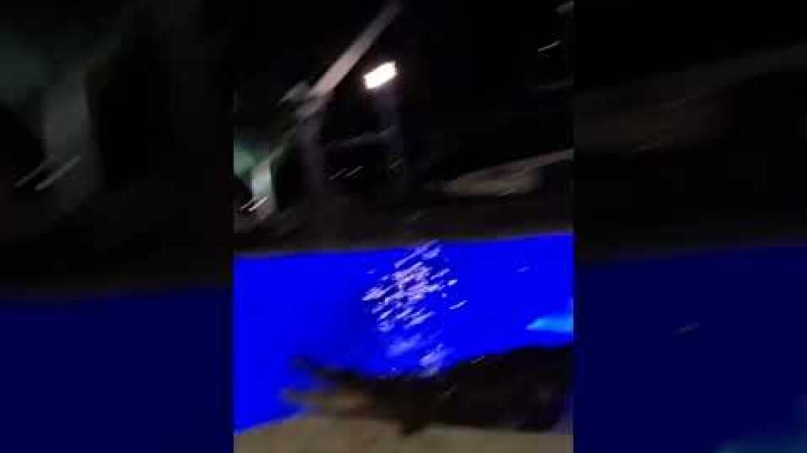 Massive 10-foot crocodile swimming in Florida pool
