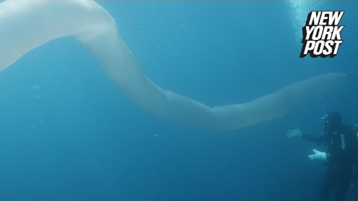 Divers encounter bizarre, 26-foot-long sea worm