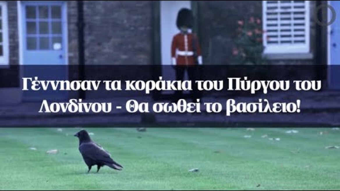 Γέννησαν τα κοράκια του Πύργου του Λονδίνου - Θα σωθεί το βασίλειο!