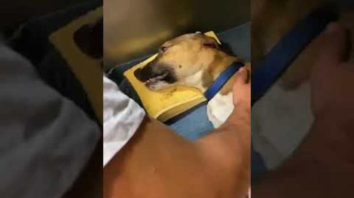 Thestival.gr Ο Μπρούνο που παρασύρθηκε από ΙΧ